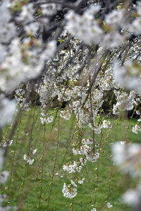  Branches of blossom cherry.