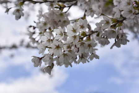  Blossom apricot in a spring.