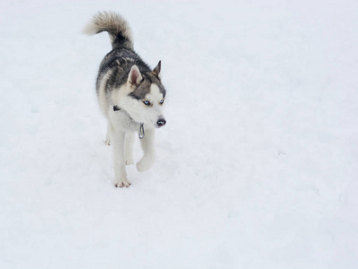 一只哈士奇狗在西伯利亚的雪地里奔跑