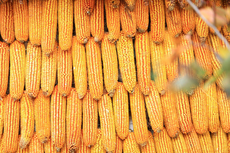 干玉米在农家院子里成熟了图片