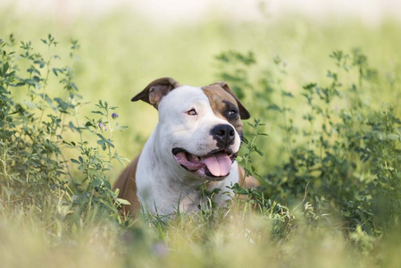 陆军参谋部 猎犬 宠物 动物 斗牛犬