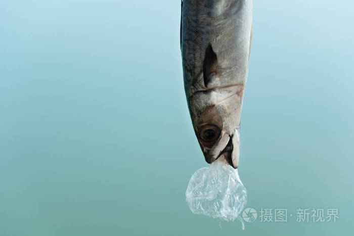 鱼食塑料袋与蓝色自然背景碎片马