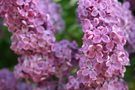 丁香花 自然 植物 春天 花园 夏天