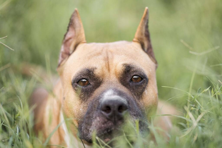 陆军参谋部 宠物 自然 猎犬