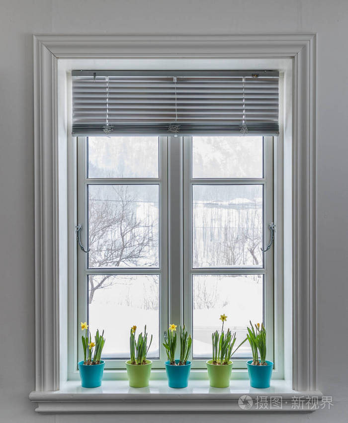 窗户用百叶窗装饰着五颜六色的矮水仙水仙春天外面有雪