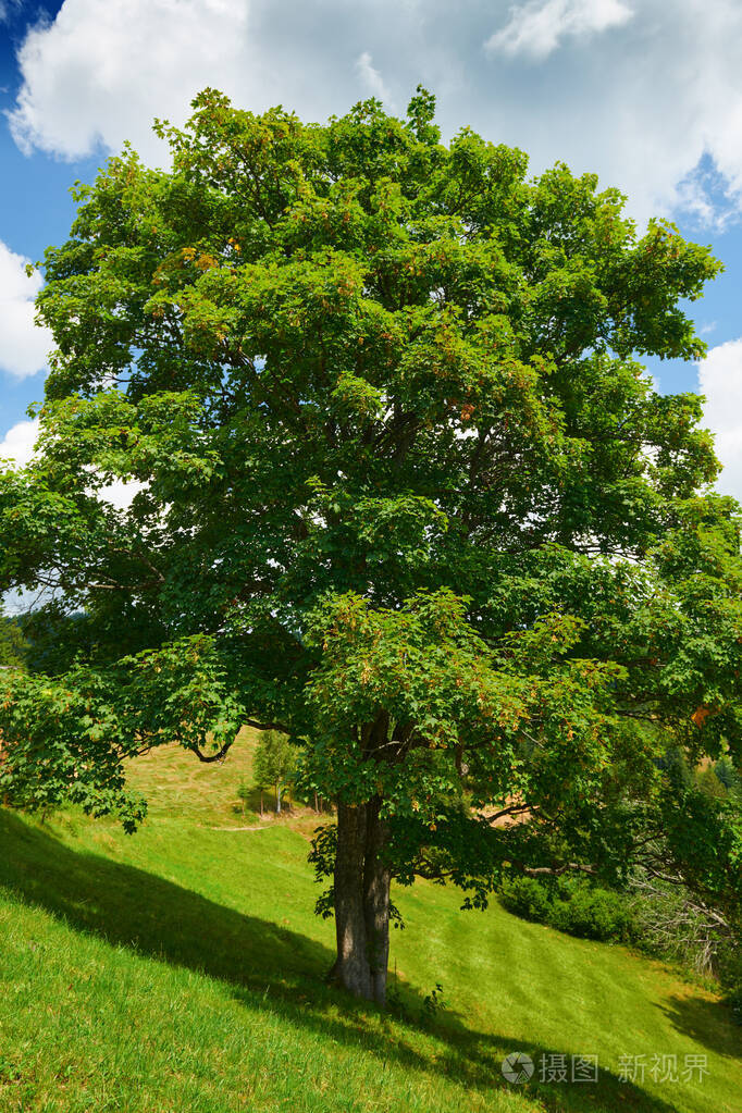 美丽的大树和夏季景观,高山上的云杉,蓝天和野花-旅游目的地风景,喀尔