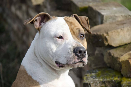 宠物 陆军参谋部 猎犬 动物