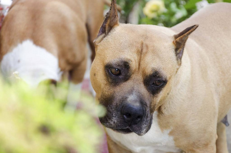 陆军参谋部 动物 猎犬 宠物