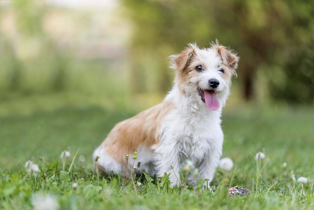 动物 猎犬 宠物