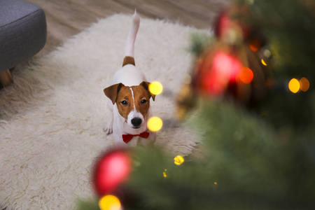 有趣的小狗与棕色毛皮斑点在家里与圣诞装饰。