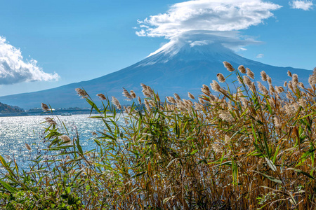 富士山火山背景和草。