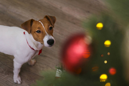 有趣的小狗与棕色毛皮斑点在家里与圣诞装饰。