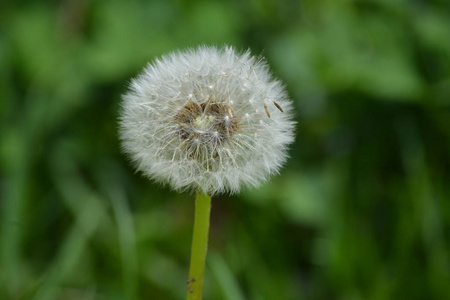 特写镜头 美丽的 开花 春天 蒲公英 早晨 自然 夏天 植物区系