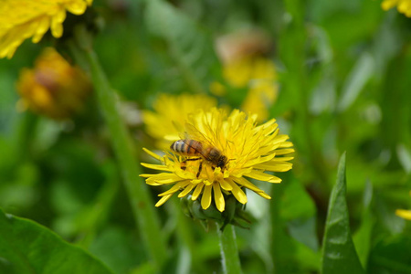 草地 开花 蒲公英 植物区系 植物 领域 美丽的 蜜蜂 花的