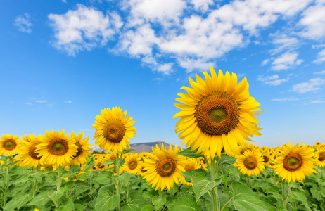 Beautiful sunflower  field on summer with blue sky 