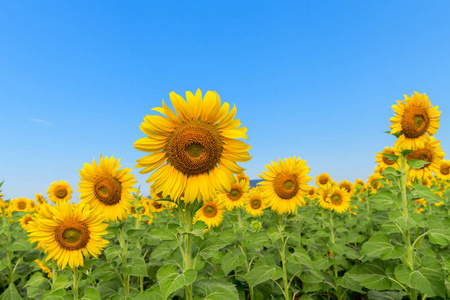 Beautiful sunflower  field on summer with blue sky 