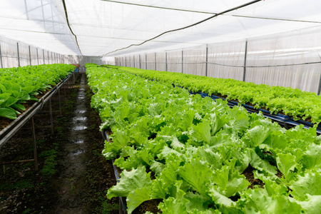 Green Oak Lettuce in organic farm at Lop buri, 