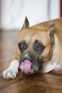 动物 猎犬 宠物 陆军参谋部