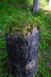 夏天树林里美丽的落叶松树桩图片