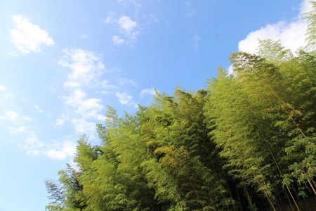 风景 环境 春天 天空 自然 森林 公园 秋天 松木 木材