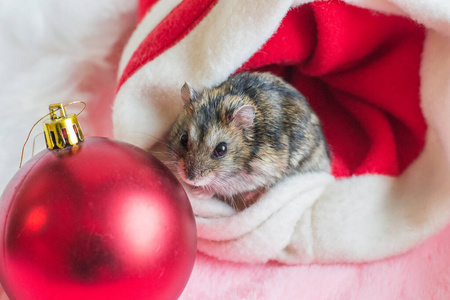 一只小老鼠坐在圣诞老人的帽子里，看着摄像机。新年的概念。老鼠，2020年新年的象征。复制空间假日，动物和庆祝概念