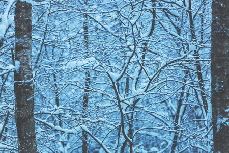 雪林冬季背景