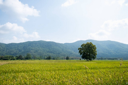 泰国清莱的山水绿色稻田