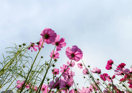 Beautiful pink cosmos with sun light 