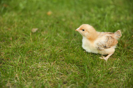 复活节 农场 小鸡 家禽 宝贝 毛茸茸的 可爱的 春天 动物