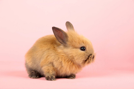 粉红色背景的兔子兔