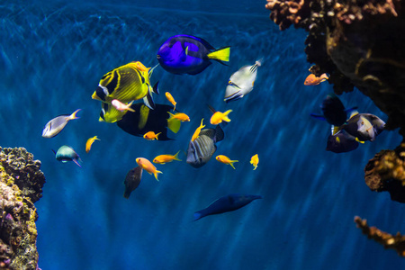 美丽的 玻璃 野生动物 旅行 生活 自然 游泳 珊瑚 潜水
