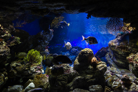 珊瑚 埃及 底部 游泳 水下 水族馆 深的 动物 坦克 风景