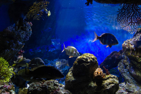 殖民地 水族馆 环境 暗礁 水下 游泳 海的 颜色 深的