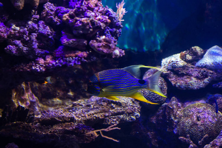 水族馆 野生动物 水下 生活 美丽的 埃及 盐水 海洋 旅游业