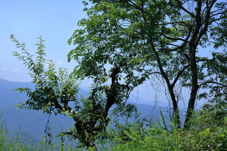 亚洲 美丽的 夏天 锡金 山谷 自然 丘陵 全景图 乡村