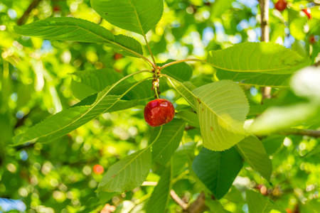 甜的 自然 特写镜头 树叶 美味的 夏天 浆果 花园 甜点