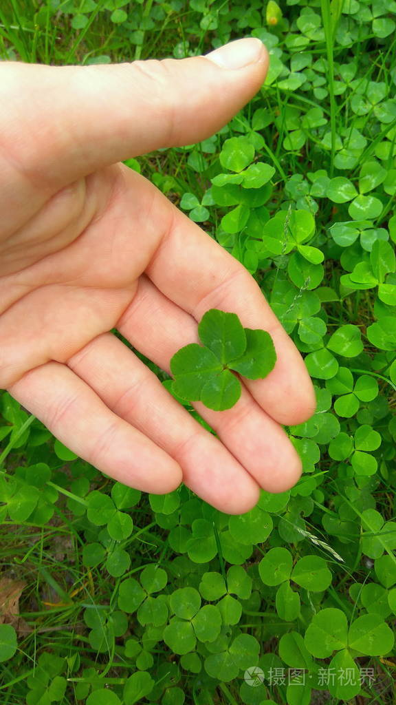 一只手上的绿色四叶草幸运三叶草许个愿俯视图