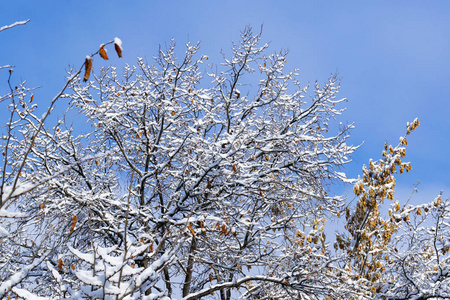 在一个阳光明媚的雪天里，城市的窗户下的雪地里的树枝。