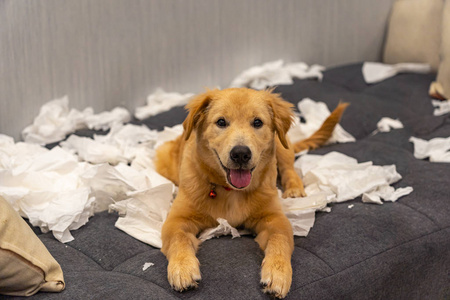 淘气金毛猎犬在沙发床上玩厕纸