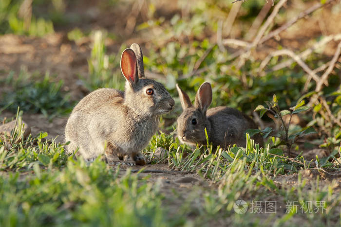 欧洲兔羚羊在草地上觅食