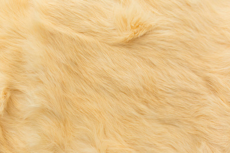 米黄色兔毛纹理,动物皮肤背景照片