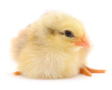 Small yellow chicken 