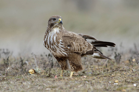  Buzzard Buteo buteo perched on the floor