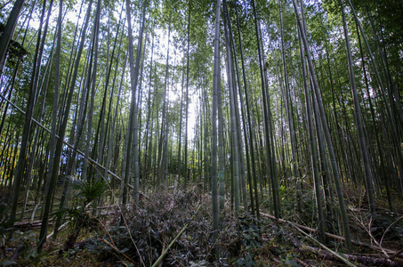 京都著名的荒山竹林