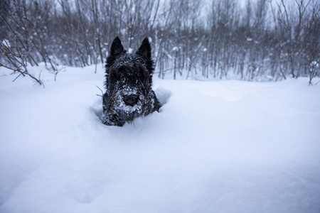 黑狗苏格兰梗在雪地里玩耍。