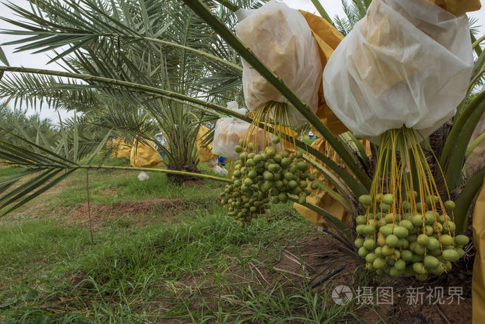 花园里椰枣在东南亚的泰国土地上种植