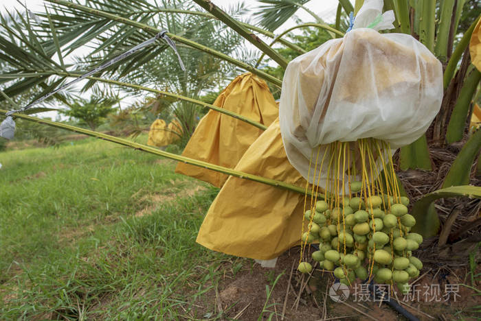 花园里，椰枣在东南亚的泰国土地上种植。
