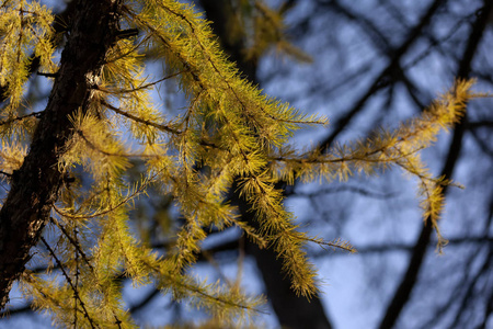落叶松树枝,黄色的针叶,绿色的顶着明亮的蓝色.