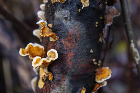 橘子 植物 秋天 蘑菇 森林 飞蛾 食物 自然 季节 苔藓