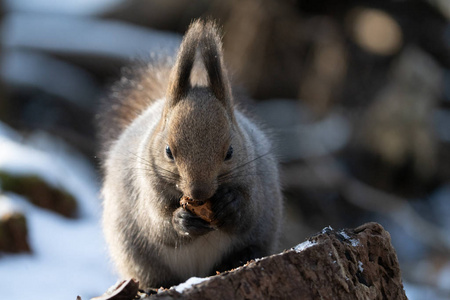 自然 动物 可爱的 冬天 松鼠 北海道 季节 日本 野生动物